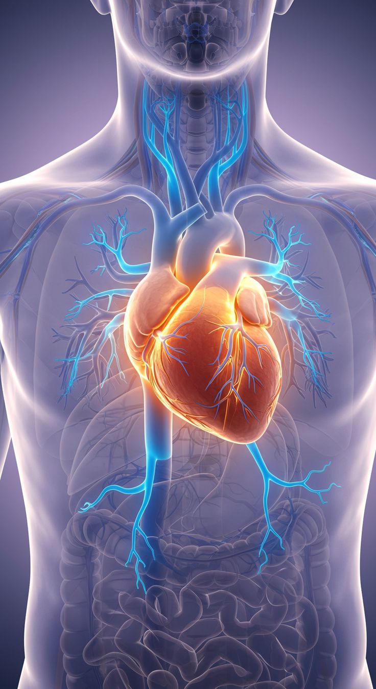 Heart & Cardiovascular